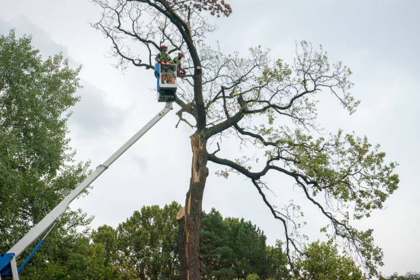 Best Stump Grinding and Removal  in Hilltop, SC