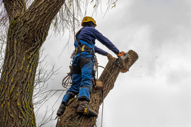 How Our Tree Care Process Works  in  Hilltop, SC